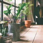 راز پرورش گیاهان آپارتمانی: کودهای مناسب برای رشد بهتر استفاده کنید