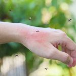 “تکنیک های طبیعی برای دور کردن پشه ها” • معرفی 10 گیاه ضد پشه