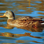 سندرم «اردک شناور»: پدیده اجتماعی ناشی از ترس از تغییر و رو به عقب گام زدن