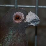 پرنده‌های عجیب با ریشه‌ی ایرانی: تصاویر زیبای پرنده‌های انگلیسی