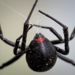 تار عنکبوت، قوی‌تر از فولاد: حقایق شگفت‌انگیزی که باید درباره این رشته ظریف و قدرتمند بدانید