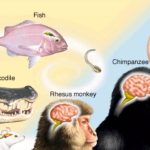 آیا حجم بالای جانوران معادل مغز بزرگتر است؟