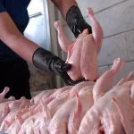تضمینی: تنها 35 هزار تن گوشت مرغ با کیفیت بالاخریداری شد!