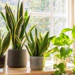 12 فرشته طبیعتی برای خانه شما: گیاهان تصفیه کننده هوا