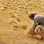 بدهی ۱۱۰ همتی دولت به گندمکاران؛ پیشنهاد کشاورزان برای قیمت جدید گندم ۲۵ هزار تومان است