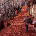 زیباترین روستاهای اطراف تهران در فصل پاییز؛ جلوه خیال‌انگیز پادشاه فصل‌ها در همین نزدیکی