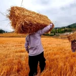 تلاش مستمر کشاورزان برای حفظ نرخ خرید تضمینی گندم/ خطرات حوادث ناگوار در تامین گندم