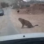 مشاهده یک قلاده پلنگ در دماوند + ویدئو