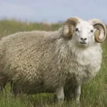 تعبیر خواب بره شاخدار برای زن متاهل و باردار و دختر مجرد از روانشناسی