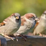 تعبیر خواب گنجشک نر و ماده برای زن متاهل و باردار و دختر مجرد از روانشناسی