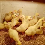 تعبیر خواب دیدن جوجه غاز برای زن متاهل و باردار و دختر مجرد از روانشناسی