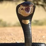 تعبیر خواب کشتن مار کبری سیاه برای زن متاهل و باردار و دختر مجرد از روانشناسی