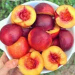 تعبیر خواب شفتالو قرمز برای زن متاهل و باردار و دختر مجرد از روانشناسی