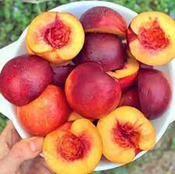 تعبیر خواب شفتالو قرمز برای زن متاهل و باردار و دختر مجرد از روانشناسی
