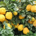تعبیر خواب ترنج در خواب برای زن متاهل و باردار و دختر مجرد از روانشناسی