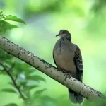 تعبیر خواب یاکریم خاکستری برای زن متاهل و باردار و دختر مجرد از روانشناسی