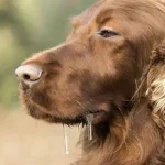 تعبیر خواب آب دهان سگ برای زن متاهل و باردار و دختر مجرد از روانشناسی