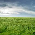 تعبیر خواب باد خنک برای زن متاهل و باردار و دختر مجرد از روانشناسی