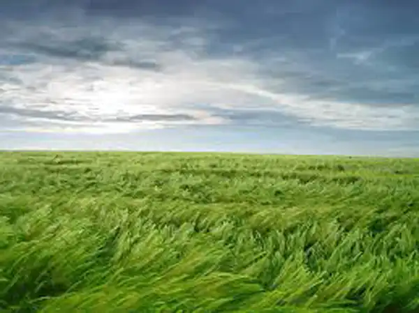 تعبیر خواب باد خنک برای زن متاهل و باردار و دختر مجرد از روانشناسی