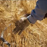 تعبیر خواب برداشت گندم برای زن متاهل و باردار و دختر مجرد از روانشناسی