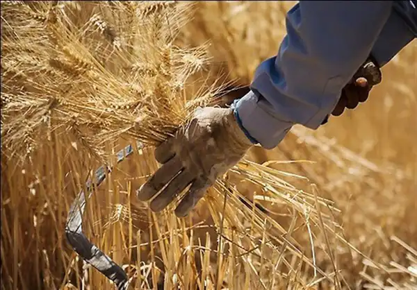 تعبیر خواب برداشت گندم برای زن متاهل و باردار و دختر مجرد از روانشناسی