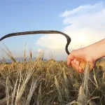 تعبیر خواب داس به دست برای زن متاهل و باردار و دختر مجرد از روانشناسی