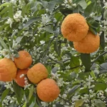 تعبیر خواب درخت نارنج برای زن متاهل و باردار و دختر مجرد از روانشناسی