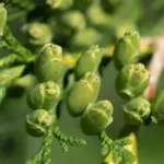 تعبیر خواب درخت جوانه زده برای زن متاهل و باردار و دختر مجرد از روانشناسی