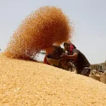 تعبیر خواب گندم پاشیدن برای زن متاهل و باردار و دختر مجرد از روانشناسی