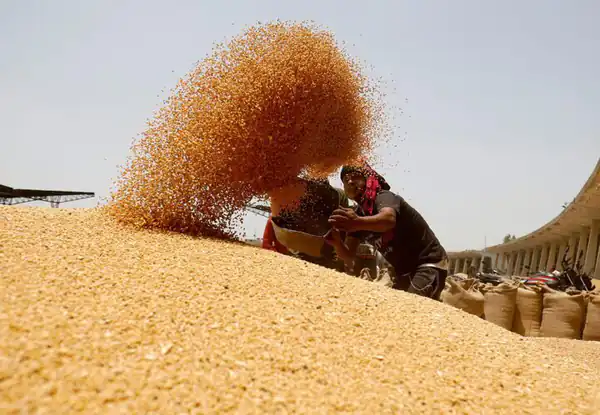 تعبیر خواب گندم پاشیدن برای زن متاهل و باردار و دختر مجرد از روانشناسی