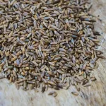 تعبیر خواب گندم سیاه برای زن متاهل و باردار و دختر مجرد از روانشناسی