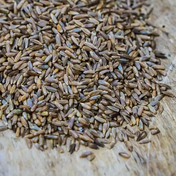 تعبیر خواب گندم سیاه برای زن متاهل و باردار و دختر مجرد از روانشناسی