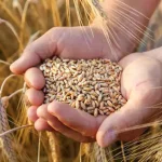 تعبیر خواب گندم و جو برای زن متاهل و باردار و دختر مجرد از روانشناسی