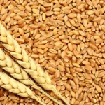 تعبیر خواب گندم چیست؟ برای زن متاهل و باردار و دختر مجرد از روانشناسی