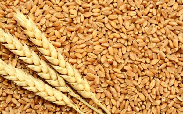 تعبیر خواب گندم چیست؟ برای زن متاهل و باردار و دختر مجرد از روانشناسی