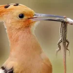 تعبیر خواب غذا دادن به هدهد برای زن متاهل و باردار و دختر مجرد از روانشناسی
