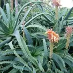 تعبیر خواب گیاه صبر زرد برای زن متاهل و باردار و دختر مجرد از روانشناسی