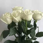 تعبیر خواب شاخه گل رز سفید در خانه برای زن متاهل و باردار و دختر مجرد