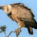 تعبیر خواب حرف زدن با لاشخور برای زن متاهل و باردار و دختر مجرد از روانشناسی