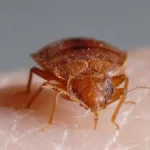 تعبیر خواب حشره ساس برای زن متاهل و باردار و دختر مجرد از روانشناسی