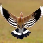 تعبیر خواب هدهد بزرگ برای زن متاهل و باردار و دختر مجرد از روانشناسی