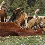تعبیر خواب خورده شدن توسط کرکس برای زن متاهل و باردار و دختر مجرد از روانشناسی