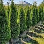 تعبیر خواب کاشتن درخت سرو برای زن متاهل و باردار و دختر مجرد از روانشناسی