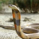 تعبیر خواب مار کبری سفید برای زن متاهل و باردار و دختر مجرد از روانشناسی
