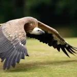 تعبیر خواب لاشخور بزرگ برای زن متاهل و باردار و دختر مجرد از روانشناسی