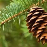 تعبیر خواب میوه کاج برای زن متاهل و باردار و دختر مجرد از روانشناسی
