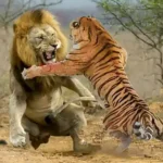 تعبیر خواب مبارزه با ببر برای زن متاهل و باردار و دختر مجرد از روانشناسی