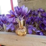 تعبیر خواب پیازچه زعفران برای زن متاهل و باردار و دختر مجرد از روانشناسی