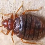 تعبیر خواب ساس برای زن متاهل و باردار و دختر مجرد از روانشناسی