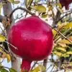 تعبیر خواب شاخه درخت انار برای زن متاهل و باردار و دختر مجرد از روانشناسی